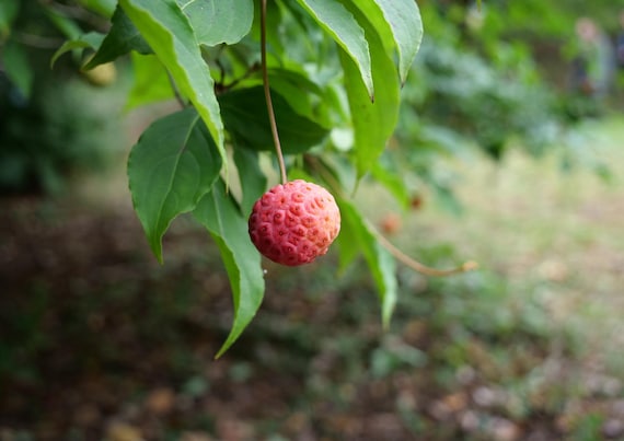 Szechuan (Chinese) Pepper Tree seeds 25 pcs I Cold hardy -20 C I Rare seeds I Perennial I Zanthoxylum Smulans I Incl QR Grow Guide