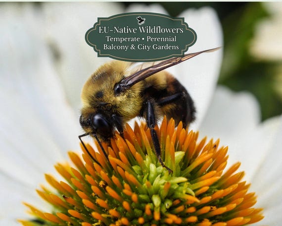 Leucanthemum vulgare (Oxeye Daisy) 2000 seeds | EU Native Perennial | Bee Friendly | Meadow Flower