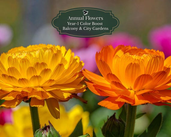 Calendula Seeds (Calendula officinalis) 160 seeds | Year-1 Color Booster | Balcony & City Gardens | Fast Bloom | 1–2 m2