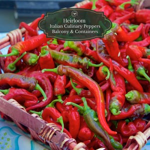 Nasiona papryki Jimmy Nardello – 25 nasion | Słodka włoska odmiana | Papryka tapas gourmet | Balkon i doniczki 15 l | Zawiera instrukcję uprawy z kodem QR