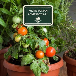 Op de afbeelding: Een micro-tomaatplant in een pot met groene bladeren en trossen kleine ronde tomaten in verschillende rijpingsstadia, van groen tot feloranje en rood. Een donkergroen bordje toont de tekst MICRO-TOMAAT ADVIESPOT 5-7 L met een icoon.