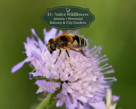 Knautia arvensis (Field Scabious) 150 seeds | EU Native Perennial | Pollinator Friendly | Meadow