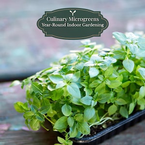 Semillas de albahaca limón (Ocimum basilicum) 1000 unidades | Microvegetales + hierba culinaria | Germinación rápida (±5–10 días) | Maceta/balcón | Incluye guía de cultivo QR