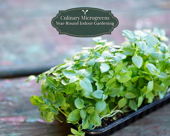 Lemon Basil Seeds 1000 (Ocimum basilicum) | Microgreens + Culinary Herb | Fast Germination (≈5–10 d) | Balcony Pots | QR Grow Guide