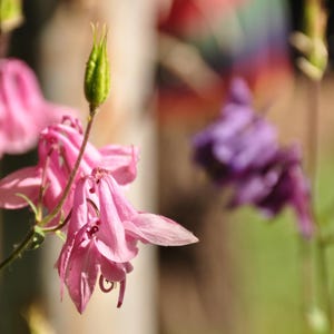 Columbine seeds 75 pcs I &#39;&#39;Aquilegia&#39;&#39; I Pink/White/Purple I Native plant to Europe I Shade-loving plant I Attracts many pollinators