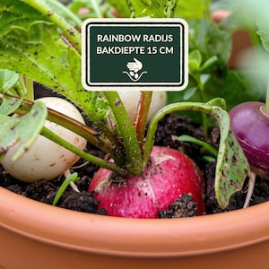 Op de afbeelding: Een terracotta-kleurige plantenbak met aarde en groeiende regenboogradijsjes met groene bladeren. Een rechthoekig bordje in de aarde bevat de tekst RAINBOW RADIJS BAKDIEPTE 15 CM en een icoon van een hand die zaadjes in de grond plant.
