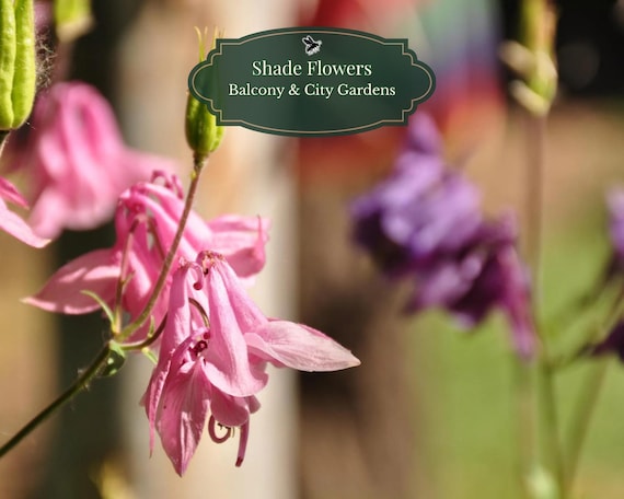 Columbine (Aquilegia) Seeds 250 Seeds | Perennial Flower | Partial Shade and Pots | Balcony & City Garden | Blooms Year 2 | Standard/XL