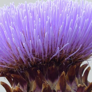Kardonensamen 15 Stück I Winterharte Artischocke I Mehrjährig I Blau/Violett I Hohe Qualität I Leicht zu züchten I Selten I Cynara Cardunculus
