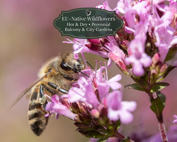 Origanum vulgare (Wild marjoram) 5000 | EU native perennial herb | Bee-friendly | Pot & garden