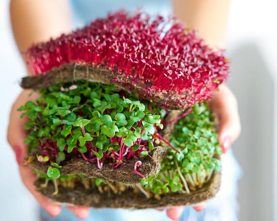 Culinary Microgreens Seed Bundle | 6 Varieties (14000 Seeds) | Grow Indoors Year-Round | Shiso + Basil + Red Amaranth | QR Grow Guide