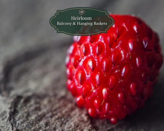 Large wild strawberry seeds 50 pcs I ''Fragaria Moschata'' I Environmentally friendly grown I Native & Winter hardy I Rare fruit seeds