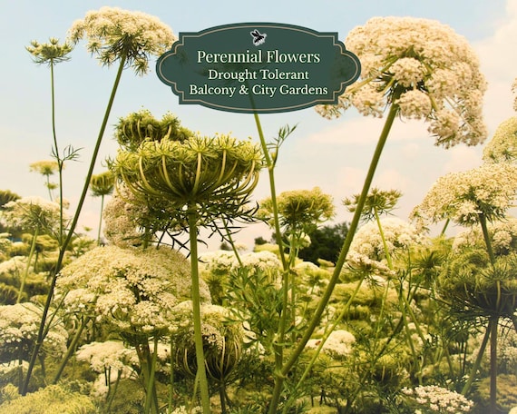 Wild carrot seeds (Daucus carota) 1000 seeds | Lace flower heads | Drought-resistant | Deep balcony pot | Bee-friendly | Standard/XL