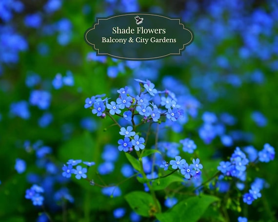 Forget-Me-Not seeds (blue) 500 pcs | Shade-loving Plant | Personal gift for a teacher or Mother's Day | Balcony & City Gardens