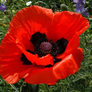 Papaver Orientale Samen 250 Stück I Großer Mohn I Mehrjähriger winterharter Mohn I Großer Mohn I Hohe Qualität I Einfach zu züchten