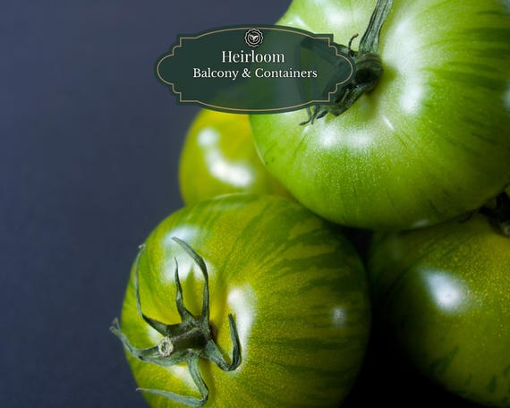 Green Zebra Tomato Seeds 25 pcs | Heritage Variety | Heirloom Tomato | Fresh & Rich Flavor | Balcony 15L Pots | Includes QR Grow Guide
