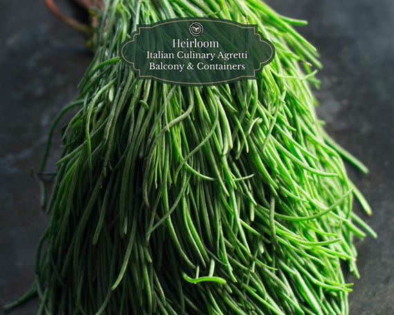 Agretti (Barba di Frate) 100 seeds (Salsola soda) | Italian delicacy | Balcony box & greenhouse | Fast harvest | Week-pre-soaking tip