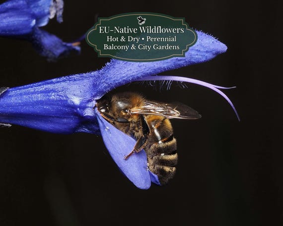 Salvia pratensis (Meadow Sage) 500 seeds | EU Native Perennial | Pollinator Friendly | Temperate & Warm Europe