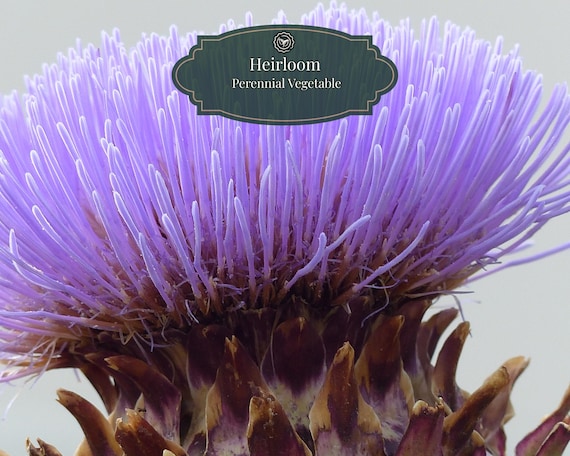 Cardoon seeds 50 pcs | Hardy Artichoke | Perennial plant | Blue/Purple | Includes QR Grow Guide | Cynara Cardunculus
