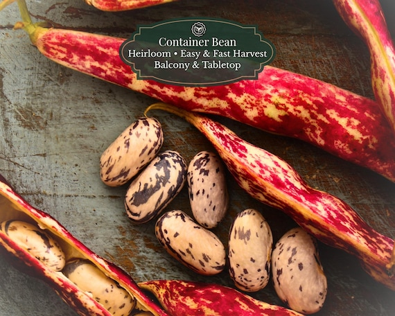 Dwarf Borlotti Bean Seeds (Phaseolus vulgaris) | Bush / Nano | Balcony & Containers | Easy High Yield | 30 Seeds | Fresh or Dry