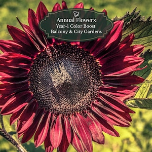 Semi di girasole Moulin Rouge (Helianthus annuus) 50 semi | Rosso scuro | Balcone e vaso | Color Booster per il primo anno | circa 5 m²