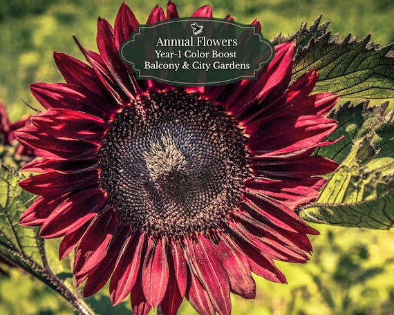 Sunflower Moulin Rouge seeds (Helianthus annuus) 50 seeds | Dark red | Balcony & pot | Year-1 Color Booster | approx. 5 m2