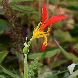 Canna Brasiliensis Samen 10 Stück I Umweltfreundlich angebaut I Hohe Qualität I Seltene Samen I Exotische Blumensamen I Einfach anzubauen I Lely