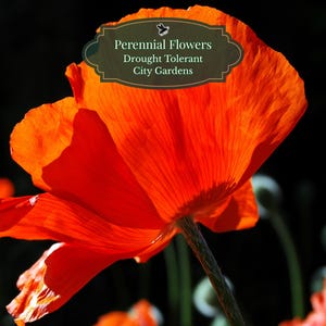 Oosterse papaver zaden (Papaver orientale) 1000 zaden | Vaste plant | Grote statement bloemen | Droogteresistent | Stadstuin | Standard/XL