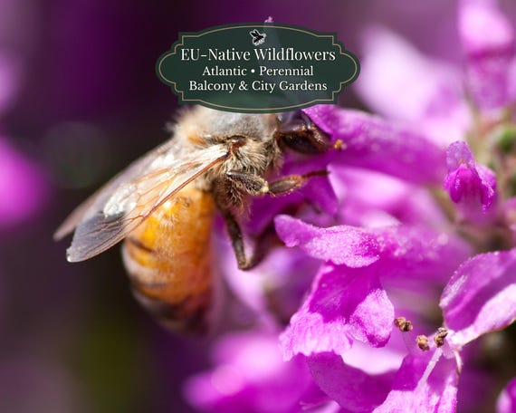 Silene flos-cuculi (Ragged Robin) 1500 seeds | EU Native Perennial | Pink Fringed Blooms | Moist Soil | Pond Edge / Rain Garden