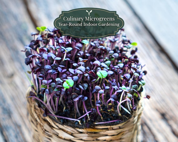 Purple basil seeds 1000 pcs – ‘Red Rubin’ – Ocimum basilicum – Microgreens & culinary herbs – Germination: (±5–12 days) | QR Growing Guide