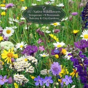 Wilde Bienenblumen – EU-Staudenmischung (9 Sorten) | Wildsamen | ca. 4500 Samen | Langblühend | Balkon & Beet | Gemäßigtes Klima