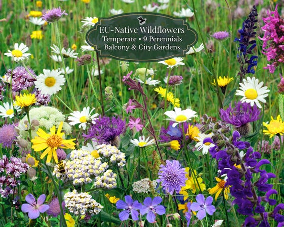 Urban Pollinator Patch – European Native | Perennial Flower Mix (9 Varieties) | Bee-Friendly | ±4500 Seeds | For Temperate European Climate