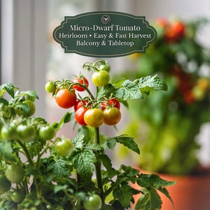 Red Robin microtomaat zaden (Solanum lycopersicum) 30 zaden | Dwarf determinate | Vensterbank & balkon | Pot-tomaat | Vroege oogst