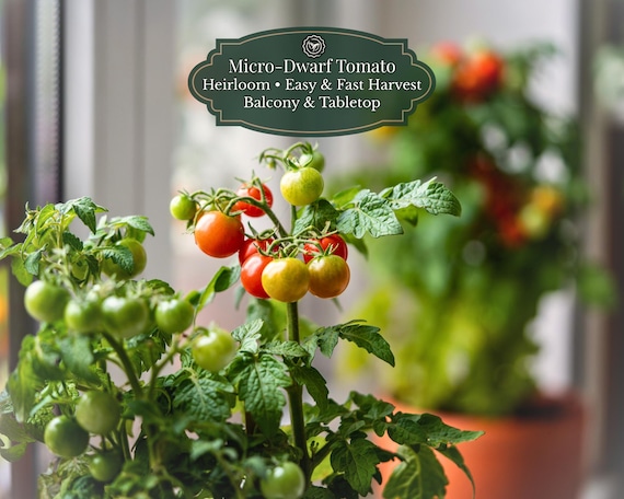 Red Robin Micro Dwarf Tomato Seeds (Solanum lycopersicum) 30 Seeds | Determinate | Windowsill & Balcony | Container Tomato | Early Harvest