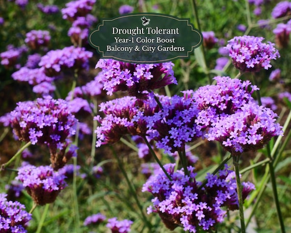 Verbena bonariensis seeds 400 seeds | Drought-resistant & bee-friendly | Year-1 Color Booster | Balcony and city garden | 1–2 m2