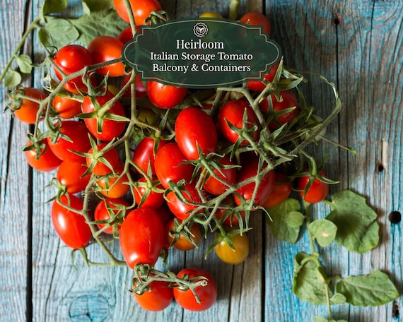 Pensuvio Tomato 30 seeds | Piennolo-type "winter tomato" | Intensely sweet and sour | For greenhouse & large pots | Long-lasting storage