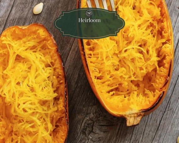 Spaghetti Squash Seeds – Pack of 15 | Heirloom Variety | Fresh & Mild Flavor | Balcony 15L Pots | Includes QR Grow Guide