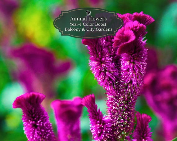 Celosia Seeds (Celosia cristata) 400 seeds | Color Mix | Year-1 Color Booster | Balcony & Pots | 0.5–1 m2