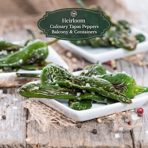 Nasiona Pimientos de Padrón 25 szt. | Słynne hiszpańskie papryczki tapas | Doniczki balkonowe 15 l | W zestawie kod QR do uprawy | Papryka