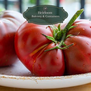 Brandywine Sudduth’s Tomaten zaden 25 st I inclusief QR Grow Guide I Erfgoedras I Heirloom I Exclusieve & Rijke smaak I Grote potten 15L