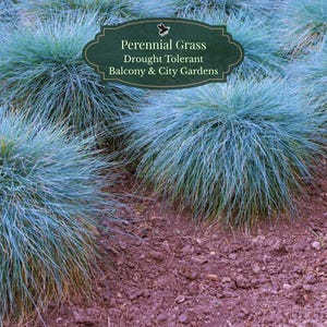 Semillas de Festuca glauca (1000 semillas) | Macetas ornamentales azules | Resistente a la sequía | Macetas de balcón | Pleno sol | Estándar/XL