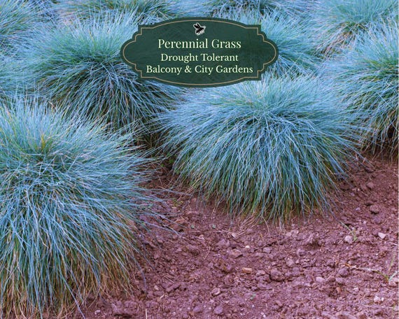 Blue sheep's grass seeds (Festuca glauca) 1000 seeds | Blue ornamental grass | Drought resistant | Balcony pots | Full sun | Standard/XL