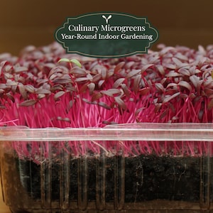 Semi di microgreens di amaranto 2000 pezzi (Amaranthus Tricolor) | Colore rosso intenso | Il preferito dello chef | Germinazione ±3–14 giorni | Vaso/balcone | Guida alla coltivazione QR