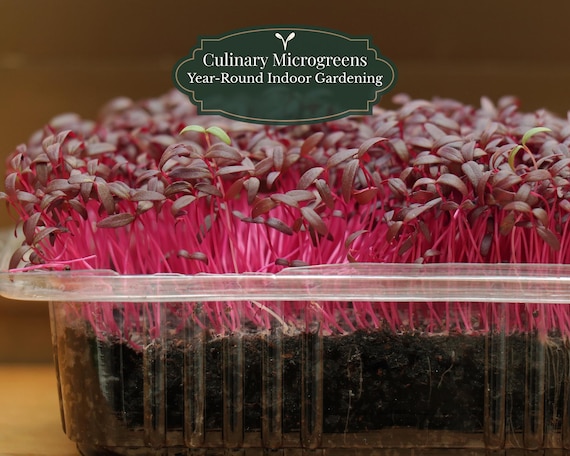 Amaranth microgreens 2000 seeds (Amaranthus Tricolor)  | Deep red color | Chef's favorite | Germination ±3–14 d | QR Grow Guide