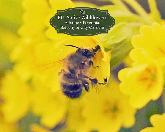 Primula veris (Cowslip) 120 seeds | EU Native | Early Spring Blooms | Cool Climate | Part Shade