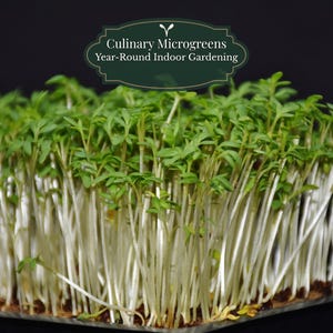 Graines de shiso vert (Perilla frutescens) 1000 pièces | Micro-pousses + Herbe aromatique asiatique | Germination (7 à 21 jours) | Pot/Balcon | Guide de culture QR