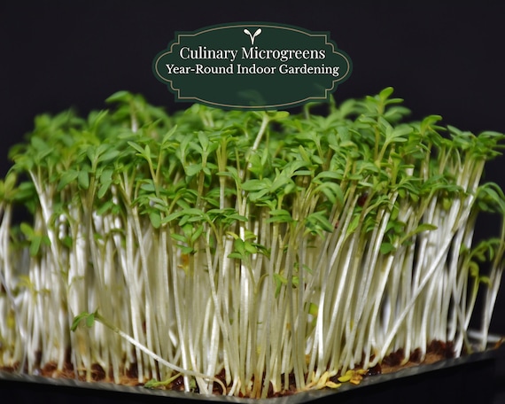 Green Shiso 1000 Seeds (Perilla frutescens) | Microgreens + Japanese Herb | Medium Germination (≈7–21 d) | Containers | QR Grow Guide