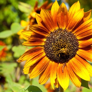 Sonnenblumenkerne 50 Stück I Gold/Gelb/Rot I Hohe Qualität I Umweltfreundlich angebaut I Einfach anzubauen I Seltene Samen I Helianthus Debilis
