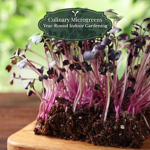 Sementes de Shiso Roxo 1000 unidades (Perilla frutescens) | Microverdes (coloração) + Erva Culinária | Germinação média (±7–21 dias) | Vaso/Varanda | Guia QR