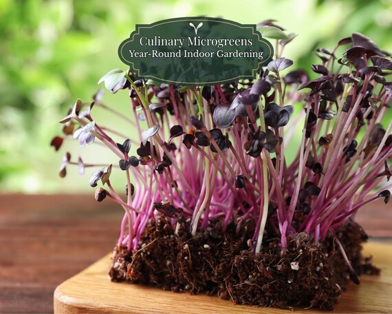 Purple Shiso Seeds 1000 (Perilla frutescens) | Color Microgreens + Japanese Herb | Medium Germination (≈7–21 d) | Balcony Pots | QR Guide
