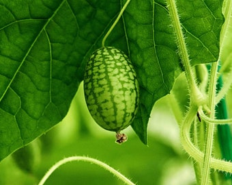 Muismeloenzaden 10 st incl kweekgids I Cucamelon I Biologische zaden I Hoge kwaliteit I Persoonlijk cadeau I Zeldzame zaden I Groentezaden